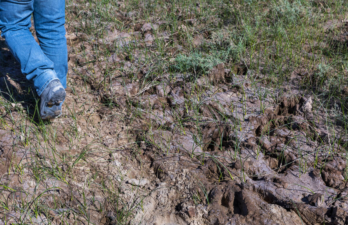 Patrick Donnelly, Great Basin Director with the Center for Biological Diversity, walks about en ...