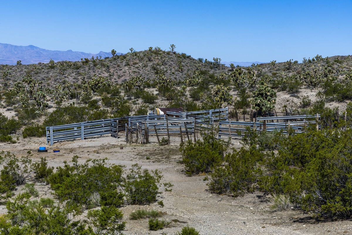 An enclosure for Cliven Bundy's cows grazing on BLM land within the Gold Butte National Monumen ...