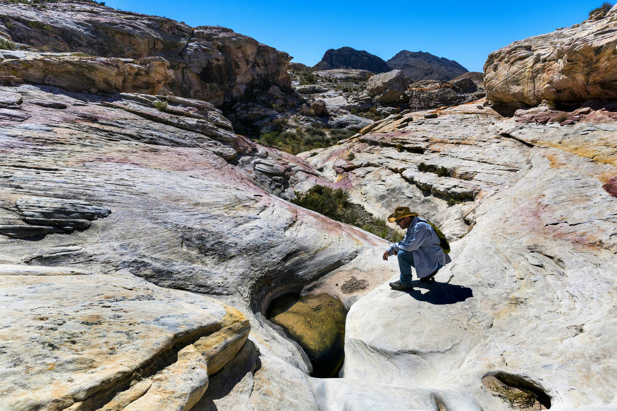 Patrick Donnelly, Great Basin Director with the Center for Biological Diversity, checks out a w ...