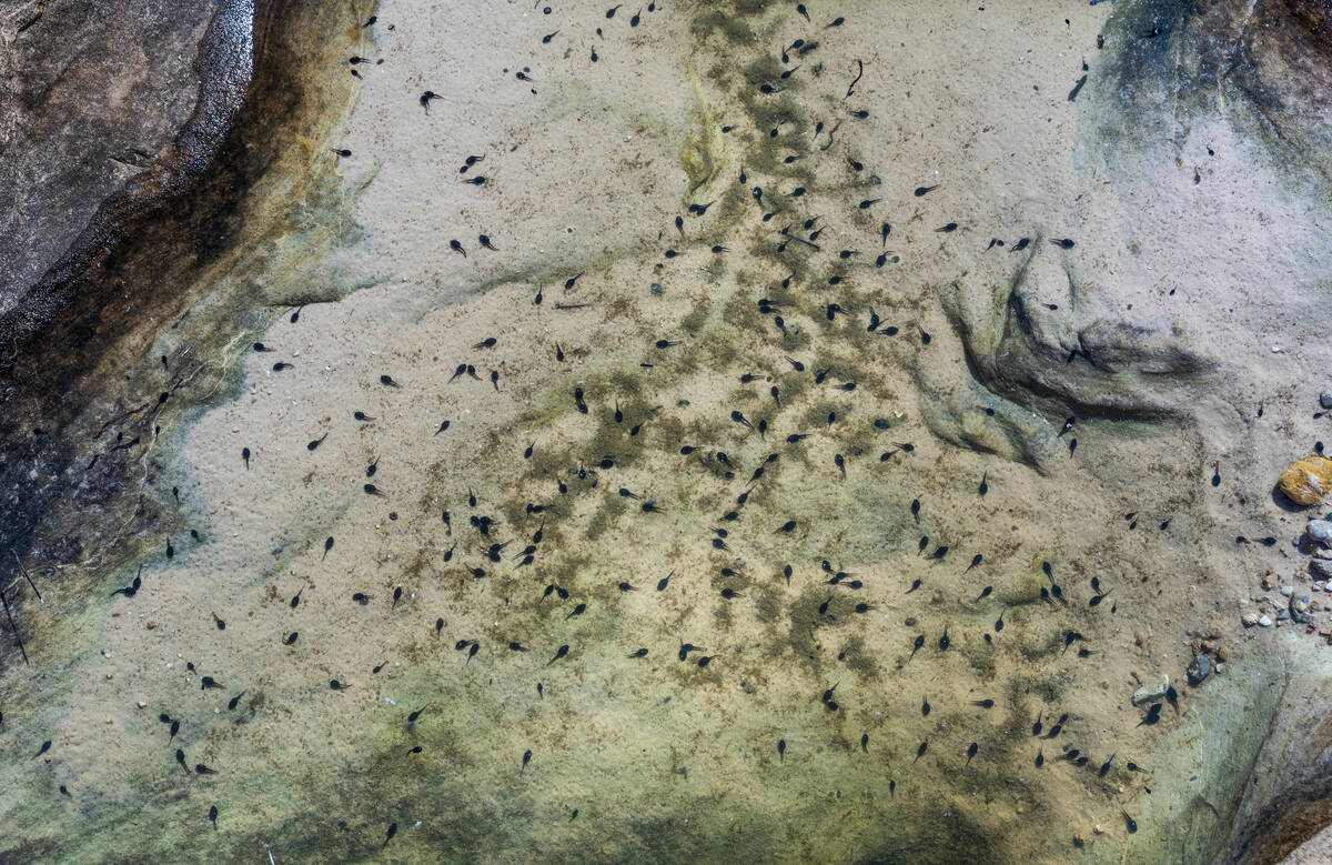Tadpoles within a water pool in the Gold Butte National Monument on Wednesday, Oct. 5, 2022, in ...