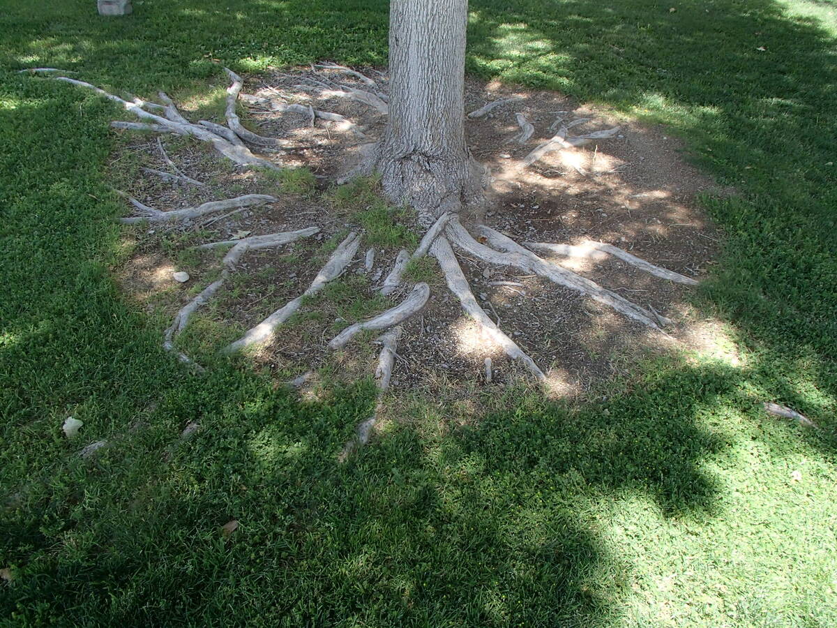 How to Grow Ash Trees from Seed? Top Tips Revealed.