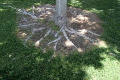 The roots of this ash tree are shallow and must be trained to grow deeper. (Bob Morris)