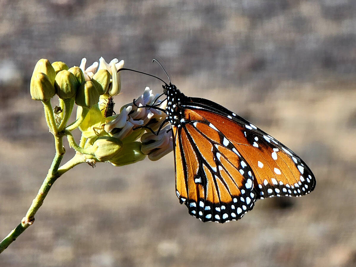 A monarch butterfly feeding from flowers along the Liberty Bell trail on the Arizona side of La ...