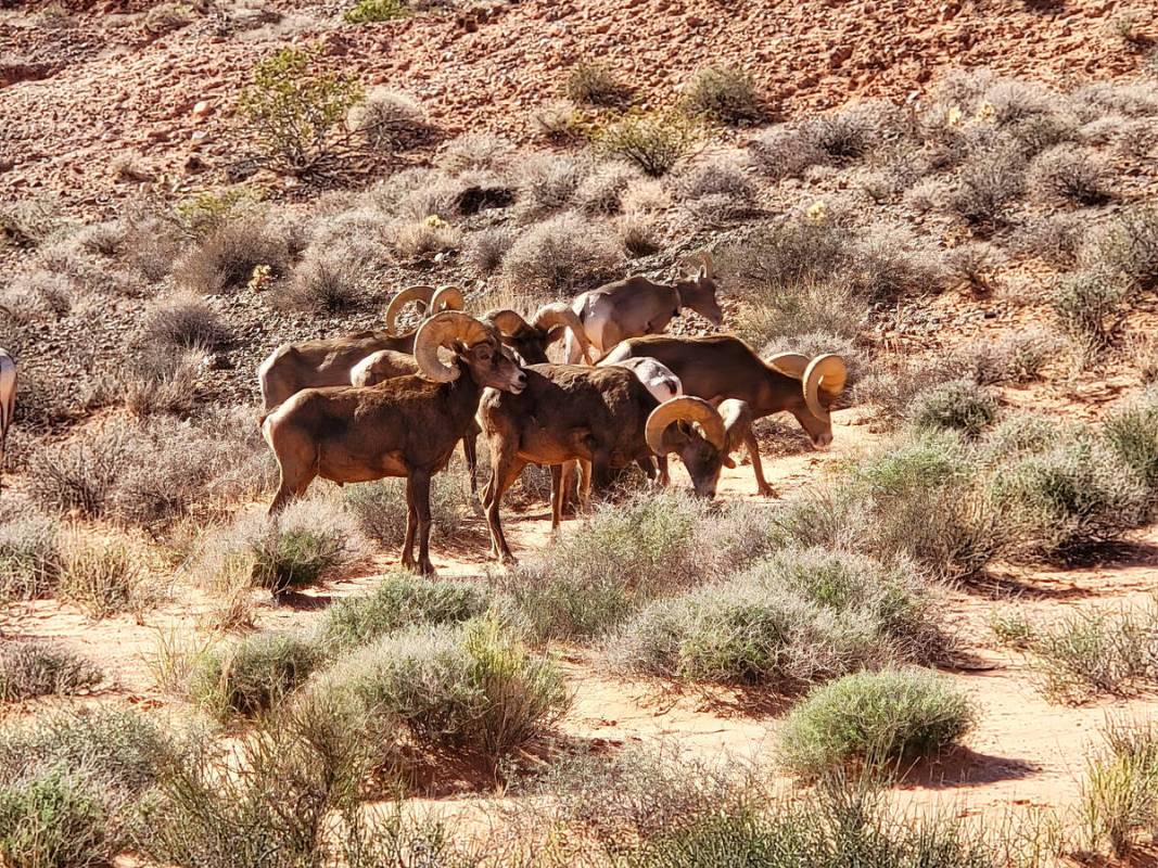 Bighorn sheep graze on the vegetation in late October near the much-photographed Fire Wave at V ...