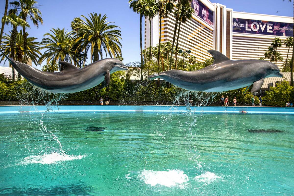 Dolphins leap through the air at the Siegfried & Roy's Secret Garden and Dolphin Habitat at ...