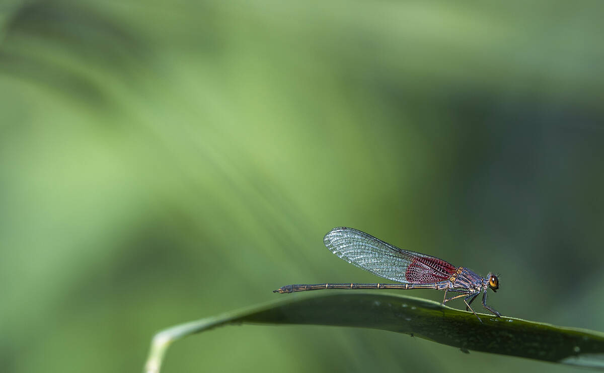 A Damselfly perches on a reed about Government Wash at the Lake Mead National Recreational Area ...