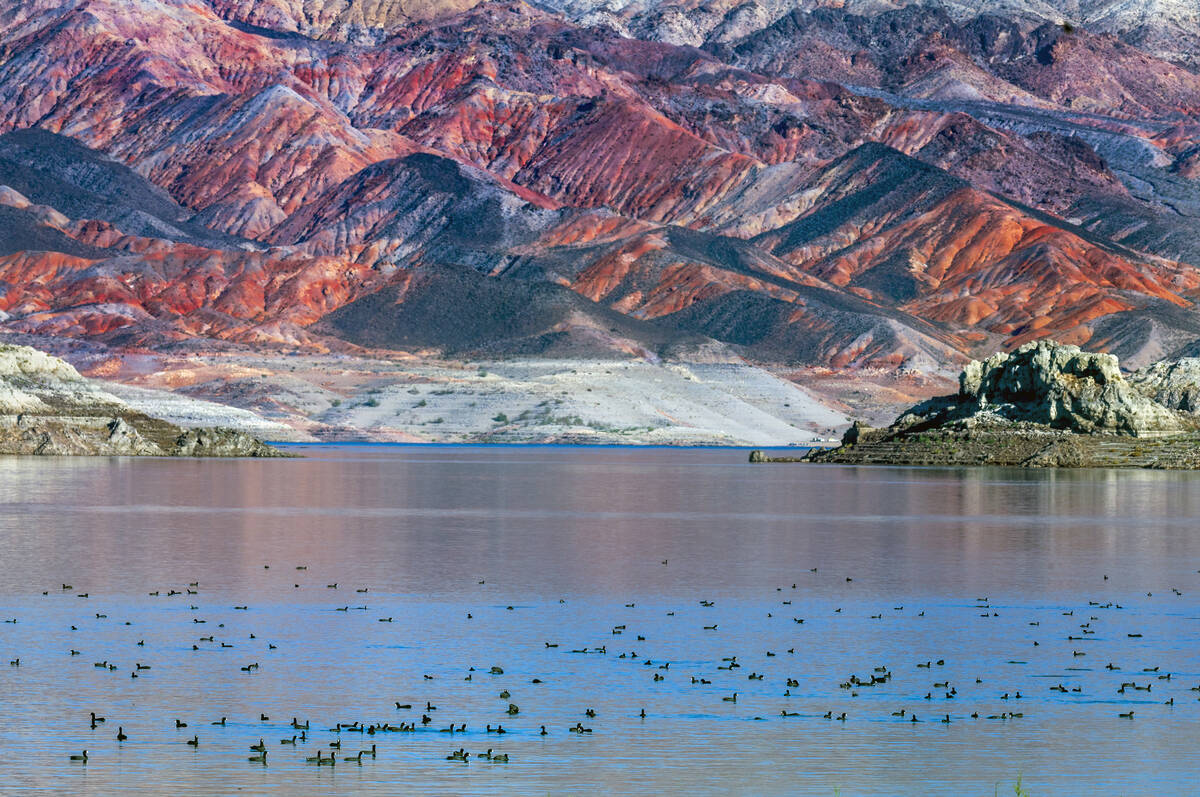 A large group of American Coots enjoys the Swim Beach water at the Lake Mead National Recreatio ...