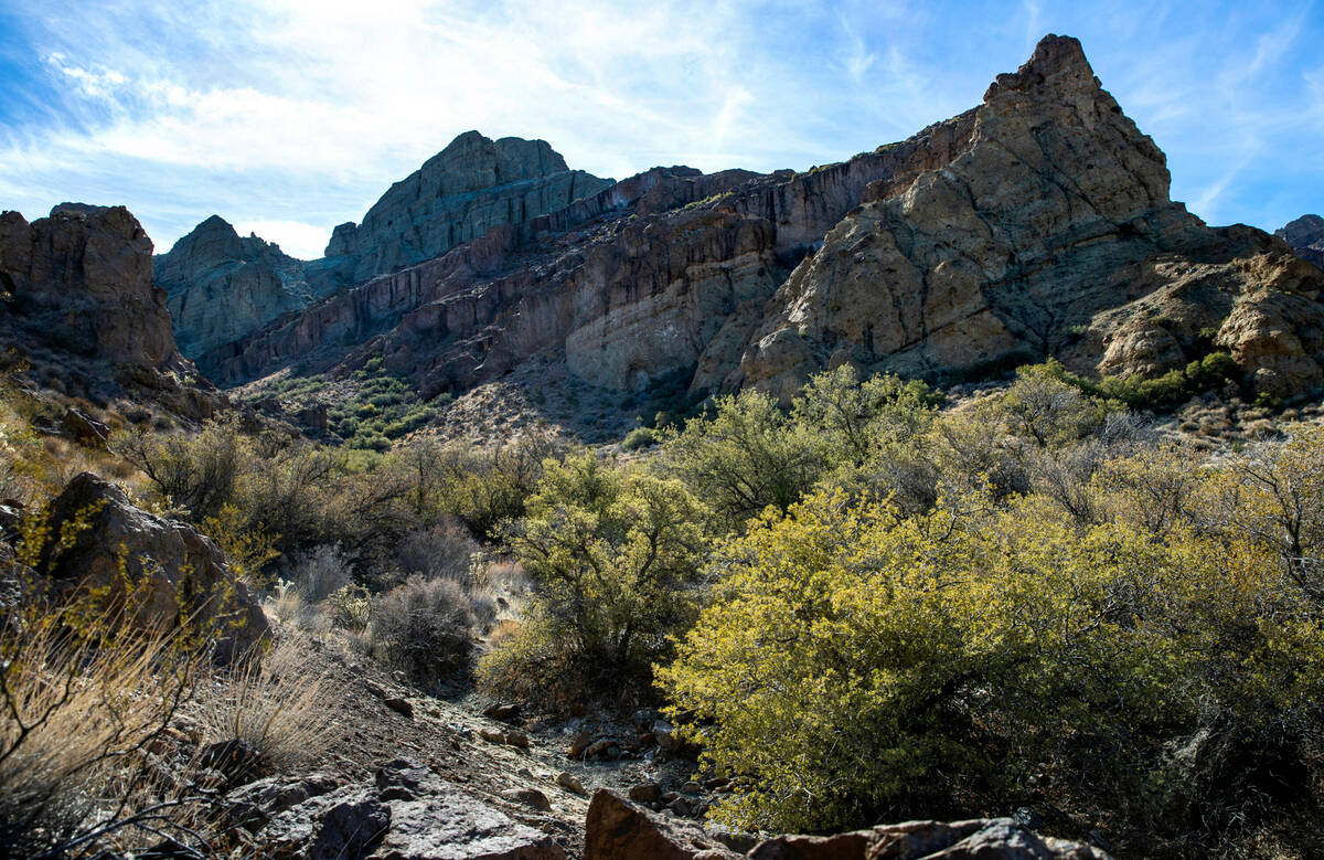 Pinion Juniper trees grow along a canyon within the Avi Kwa Ame proposed National Monument site ...