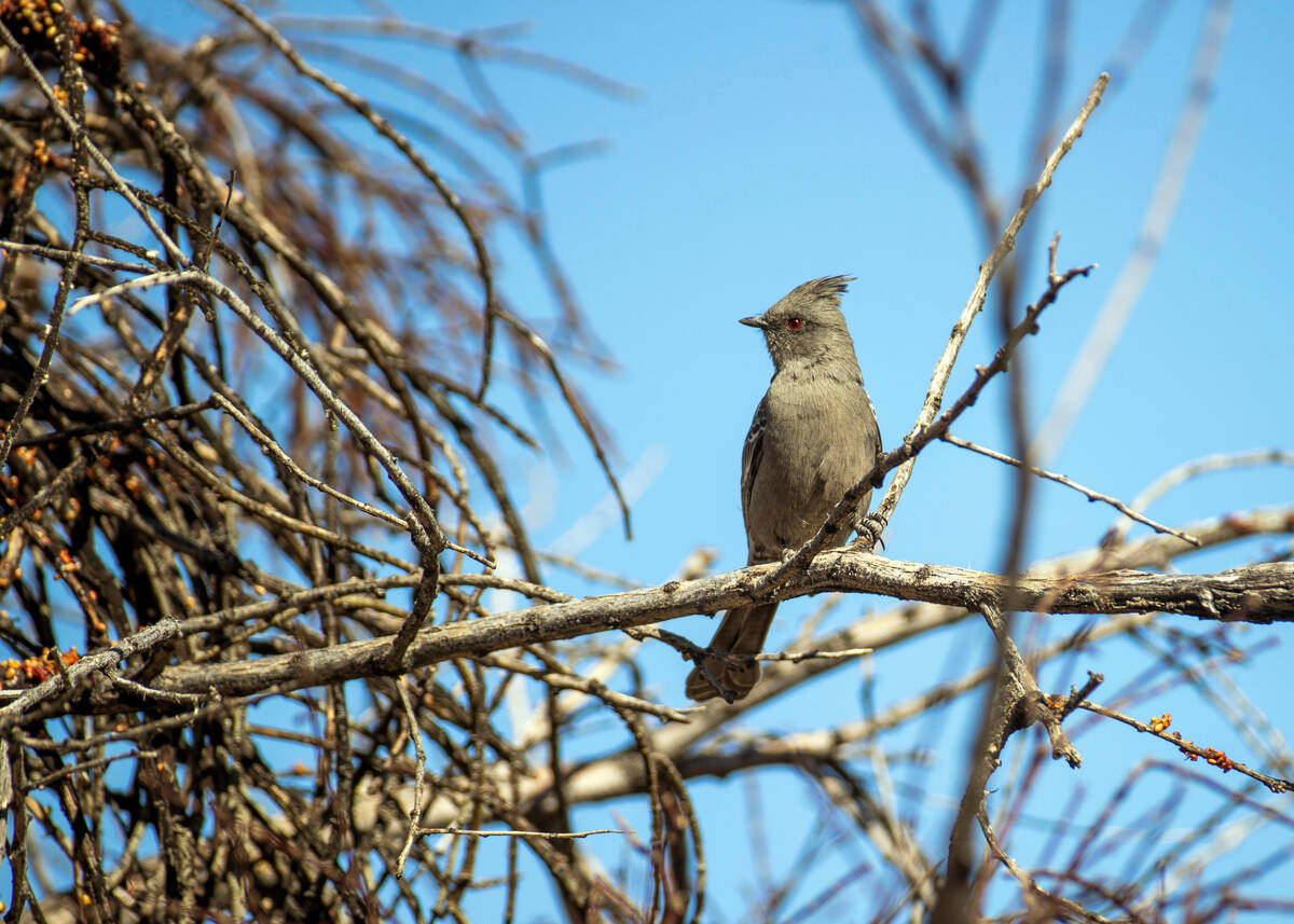 A Phainopepla rests on a tree branch within the Avi Kwa Ame proposed National Monument site on ...