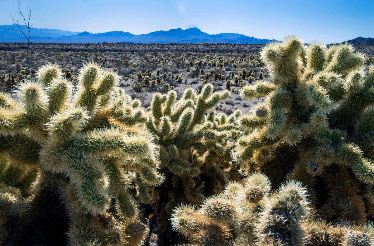 Teddybear Cholla spread across the desert floor within the Avi Kwa Ame proposed National Monume ...