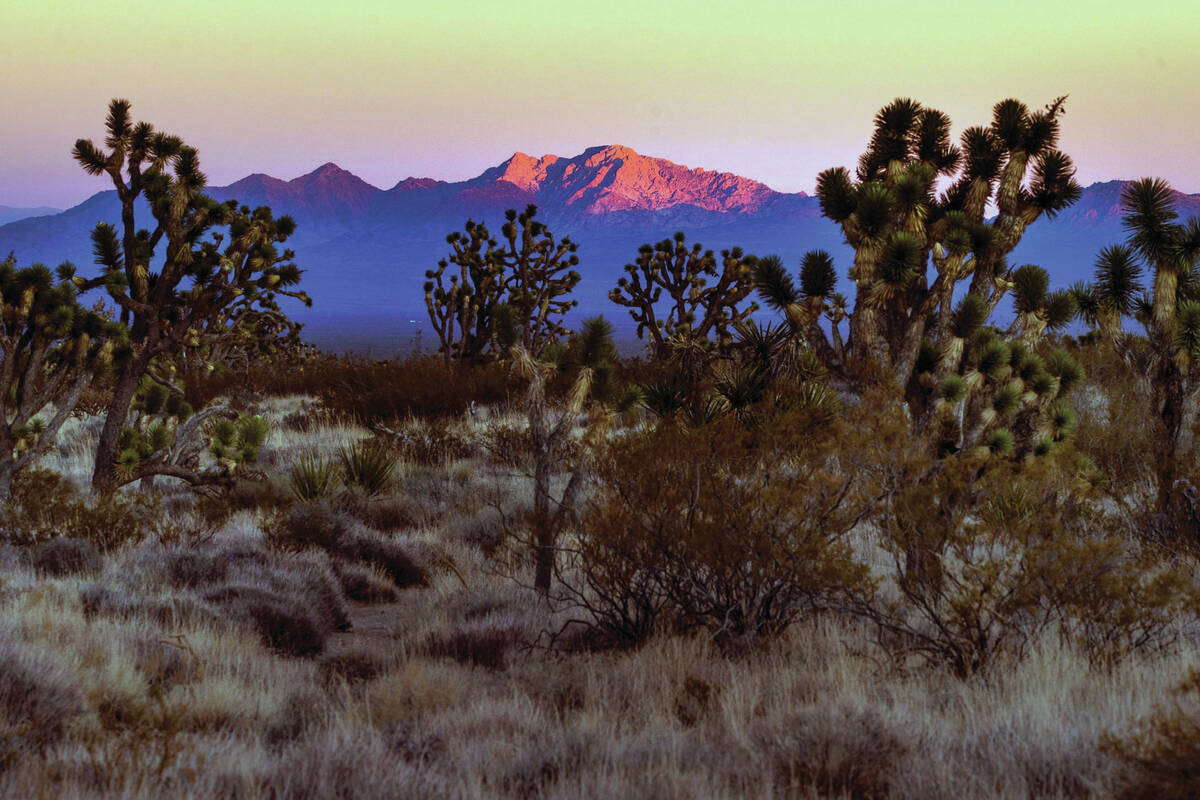 This Tuesday, Mar. 1, 2022, file photo shows Spirit Mountain known as Avi Kwa Ame near Searchli ...