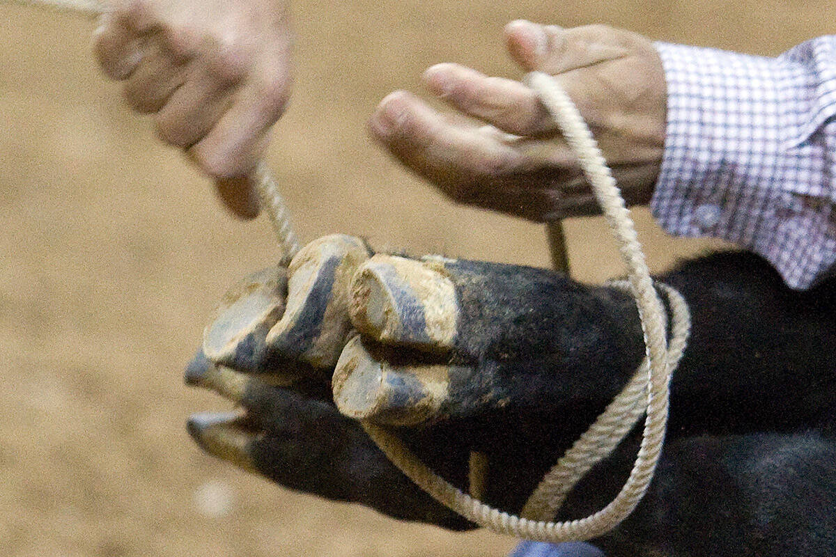 Scott Kormos, of Teague, Texas, competes in the calf roping competition on opening night of the ...