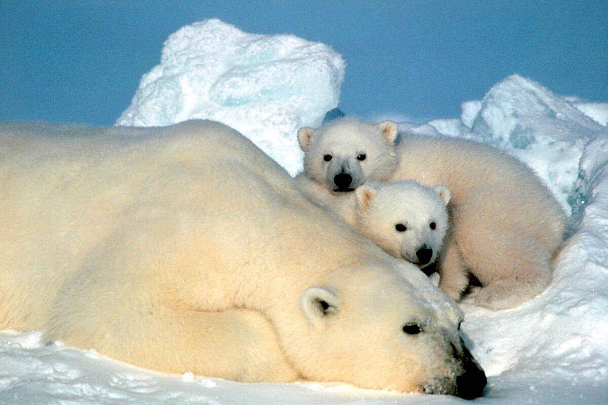 Populasi beruang kutub tumbuh subur di tengah histeria pemanasan global |  PENGURANGAN