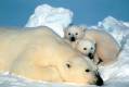 EDITORIAL: Polar bear population booms amid global warming hysteria