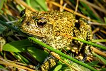 This 2017 photo provided by the Center for Biological Diversity shows a Dixie Valley toad, whic ...