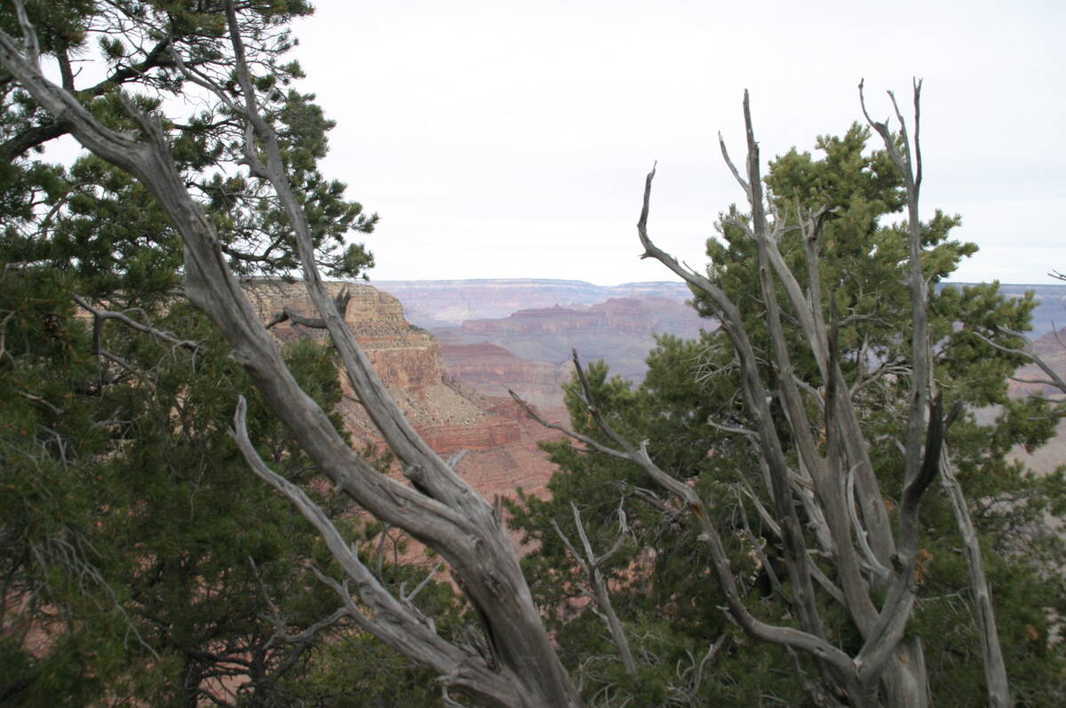 Trees along the south rim frame the Grand Canyon on Dec. 31, 2017. (Richard N. Velotta/Las Vega ...