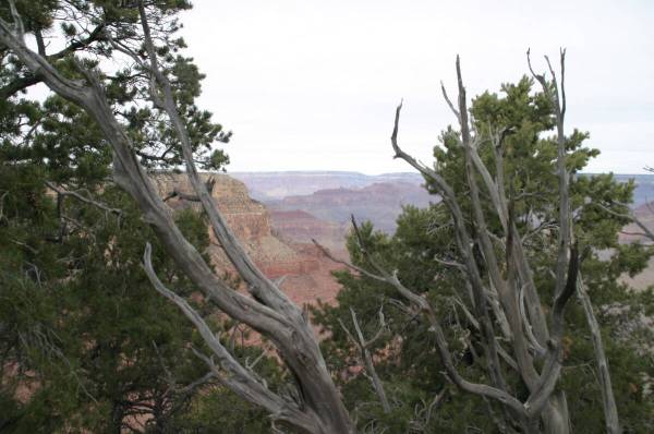Trees along the south rim frame the Grand Canyon on Dec. 31, 2017. (Richard N. Velotta/Las Vega ...