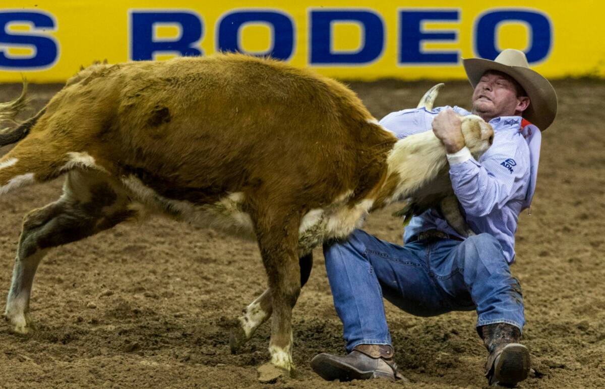 Hunter Cure of Holliday, Texas., takes down his steer for a winning time in Steer Wrestling dur ...
