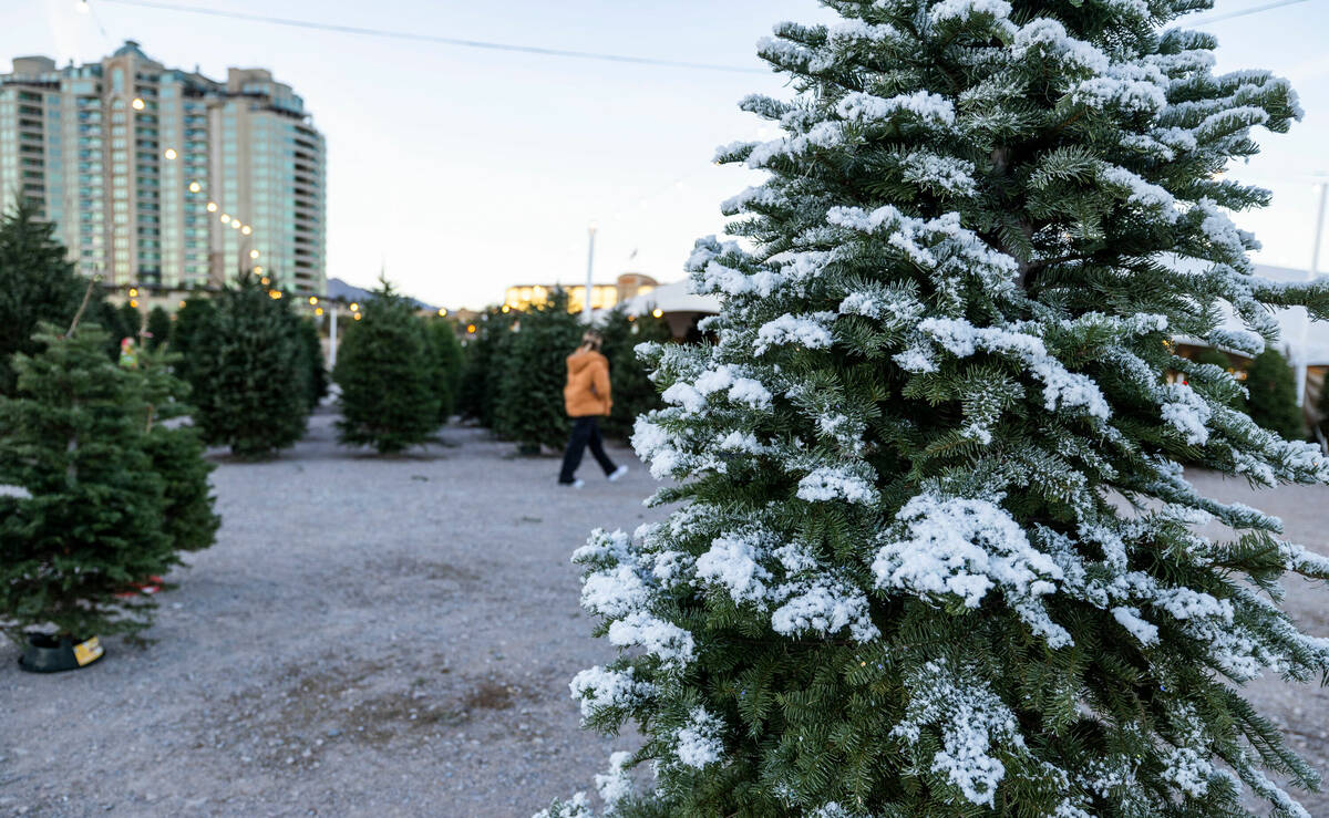 Natural and flocked trees are for sale at Rudolph's Christmas Tress on Tuesday, Nov. 29, 2022, ...
