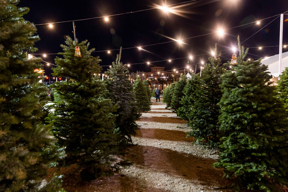 Trees are lined up for better viewing on the lot at Rudolph's Christmas Tress on Tuesday, Nov. ...