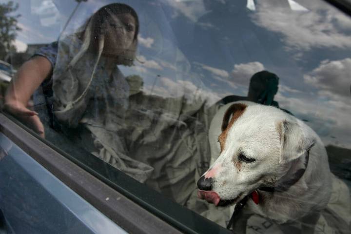 Jack, a Jack Russell terrier mix, waits for his owner, Maga Zink, shown reflected in the window ...