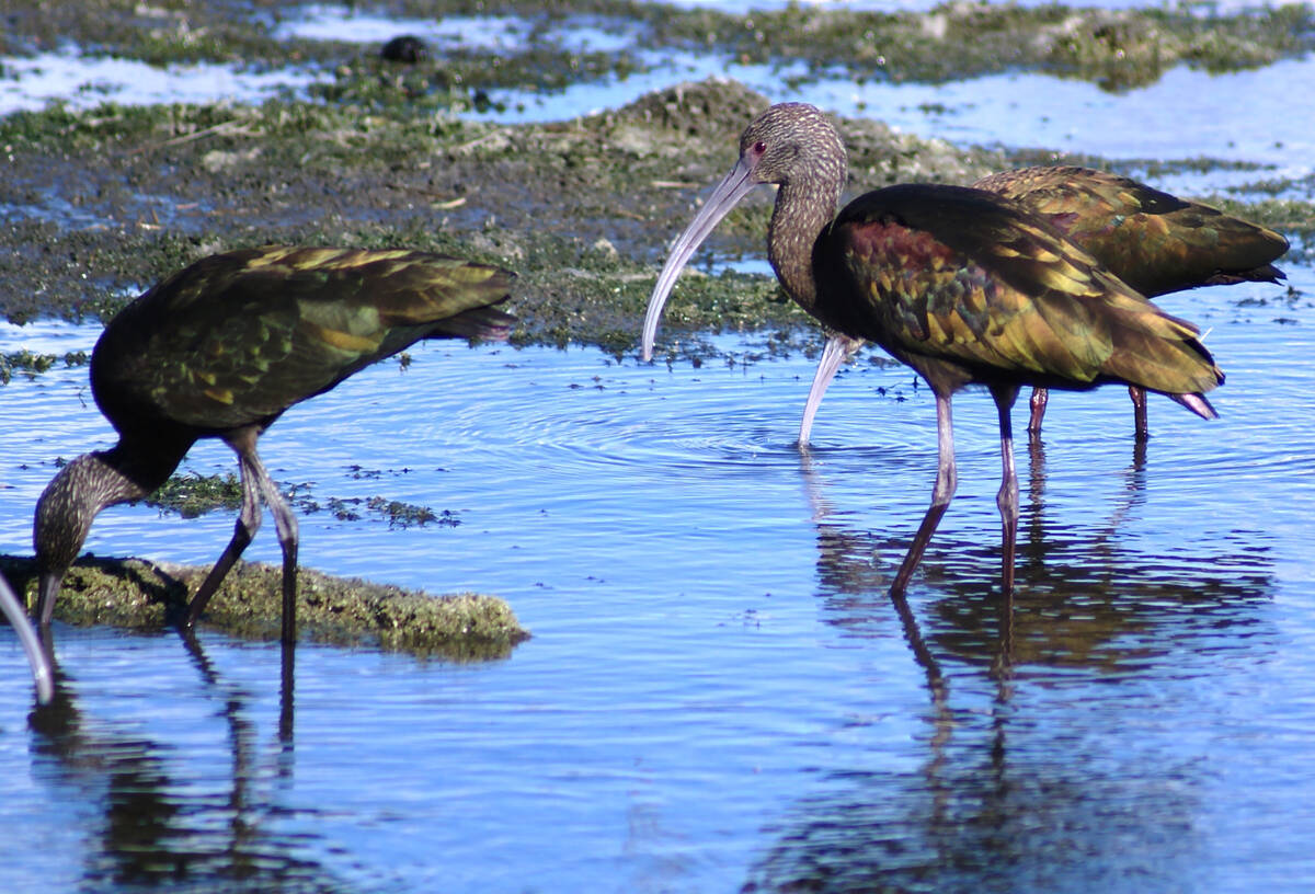 White-faced ibis feeding in a channel parallel to Wetlands Drive, which leads to Clark County W ...