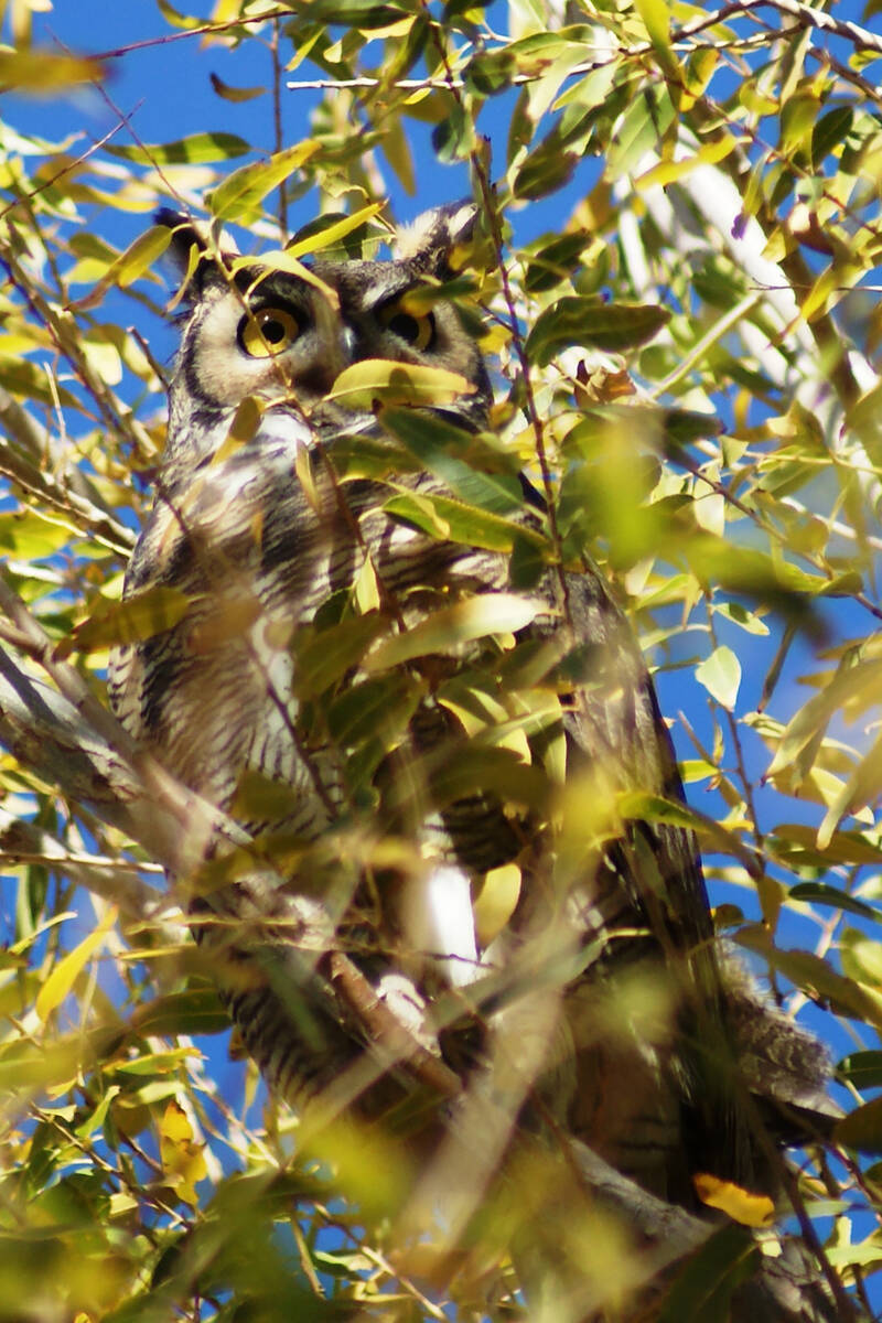 A great horned owl perches in the tall trees of the Wetlands Nature Preserve. (Natalie Burt/Spe ...