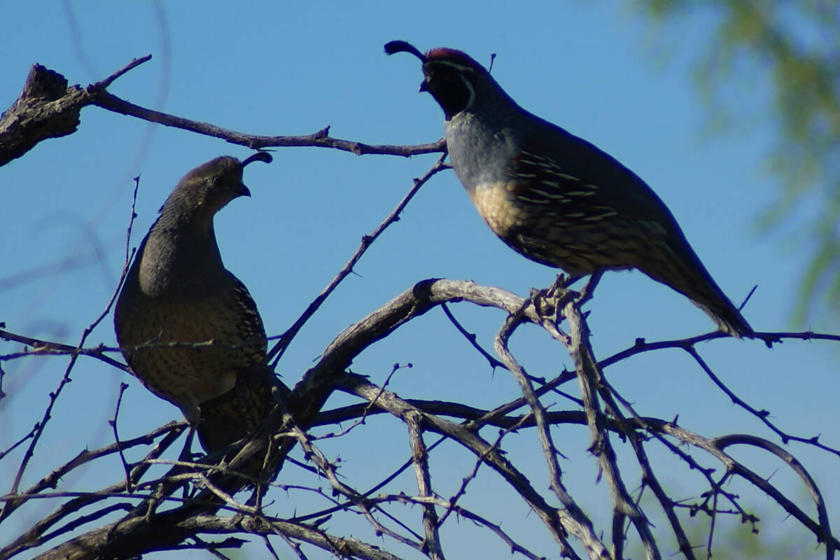A pair of Gambel's quail perching at Clark County Wetlands Park in southeast Las Vegas. (Natali ...