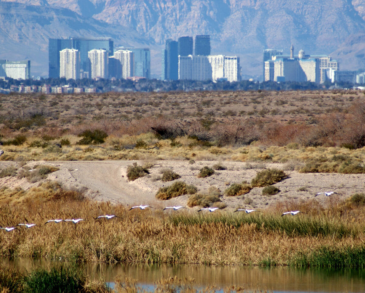 American white pelicans, regular Las Vegas winter visitors, fly above the Las Vegas Wash with t ...