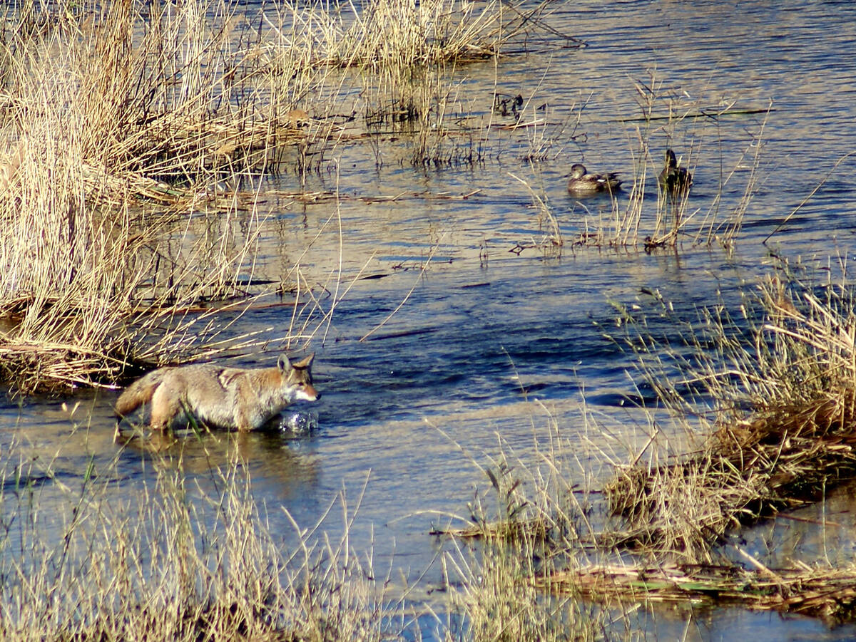 A coyote hunting in the Las Vegas Wash, an urban river that runs through Clark County Wetlands ...