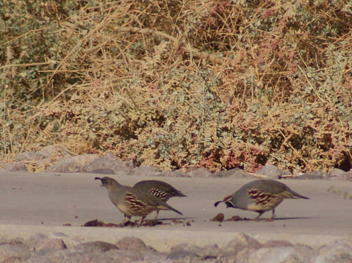 Gambel’s quail sifting through coyote scat for seeds to eat on a November morning at Cla ...