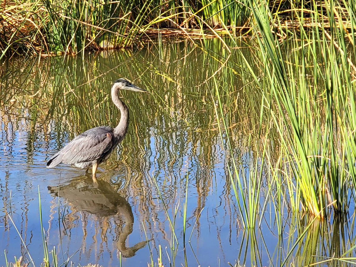 A great blue heron hunts for its morning meal in "boardwalk pond," where visitors reg ...