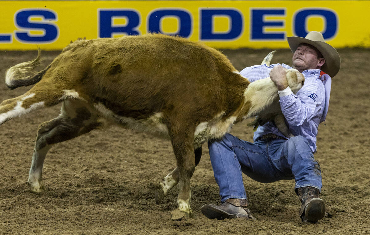 Hunter Cure of Holliday, Texas, takes down his steer for a winning time in Steer Wrestling duri ...
