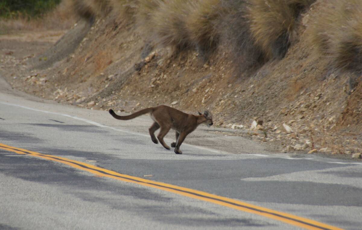 FILE - This July 10, 2013, photo provided by the National Park Service shows mountain lion P-23 ...