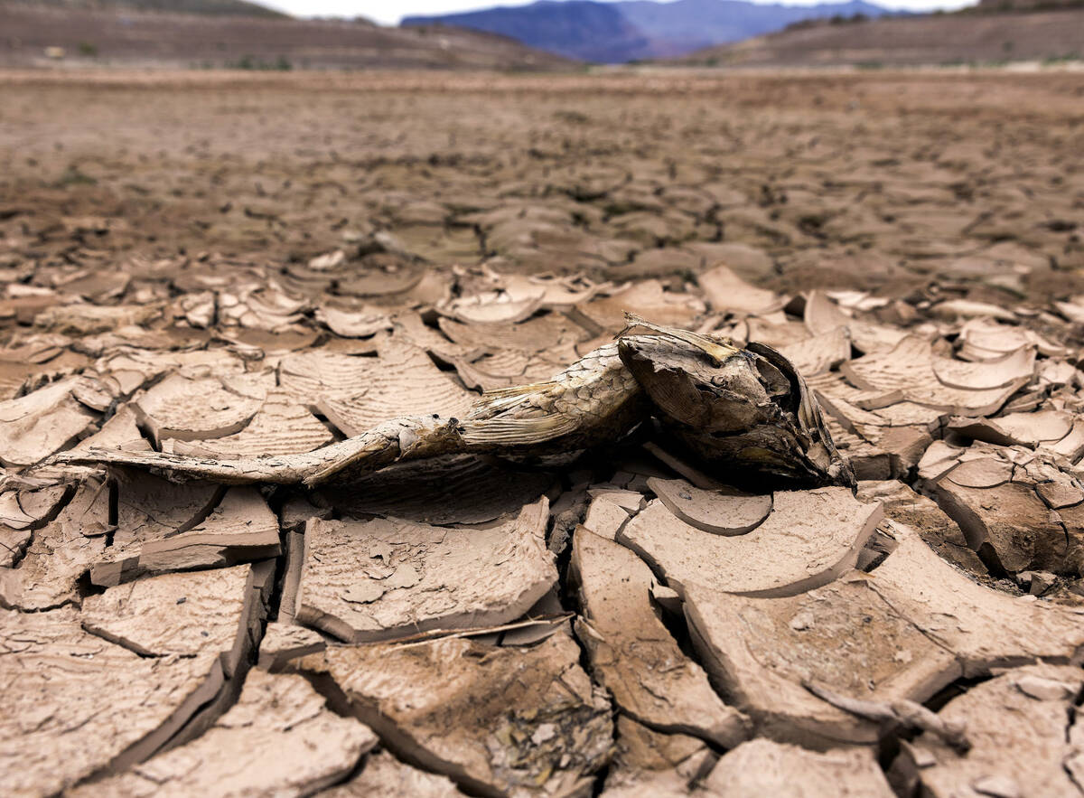 Dry cracked land that was once under water at Lake Mead Marina is visible on Thursday, Aug. 4, ...