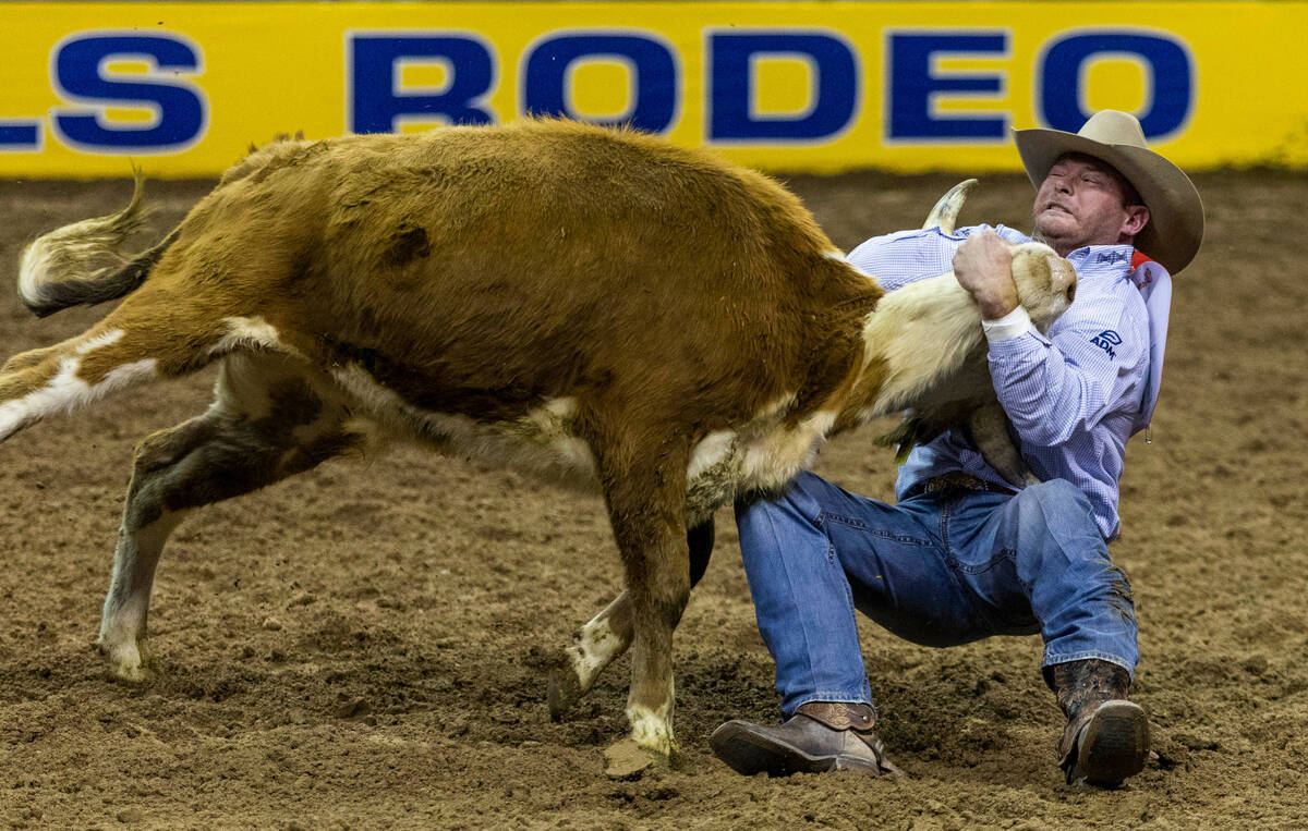 Hunter Cure of Holliday, Texas., takes down his steer for a winning time in Steer Wrestling dur ...