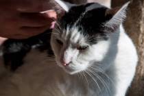 A cat named Pepe at a pop-up cat cafe at Hearts Alive Village in Las Vegas on Saturday, Feb. 10 ...