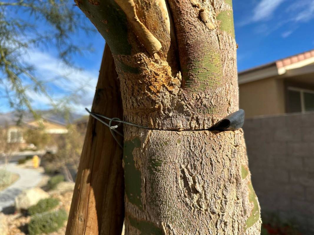 Wire from staking can cause swelling to occur in the trunk of a tree. (Bob Morris)