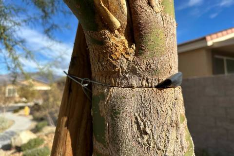 Wire from staking can cause swelling to occur in the trunk of a tree. (Bob Morris)