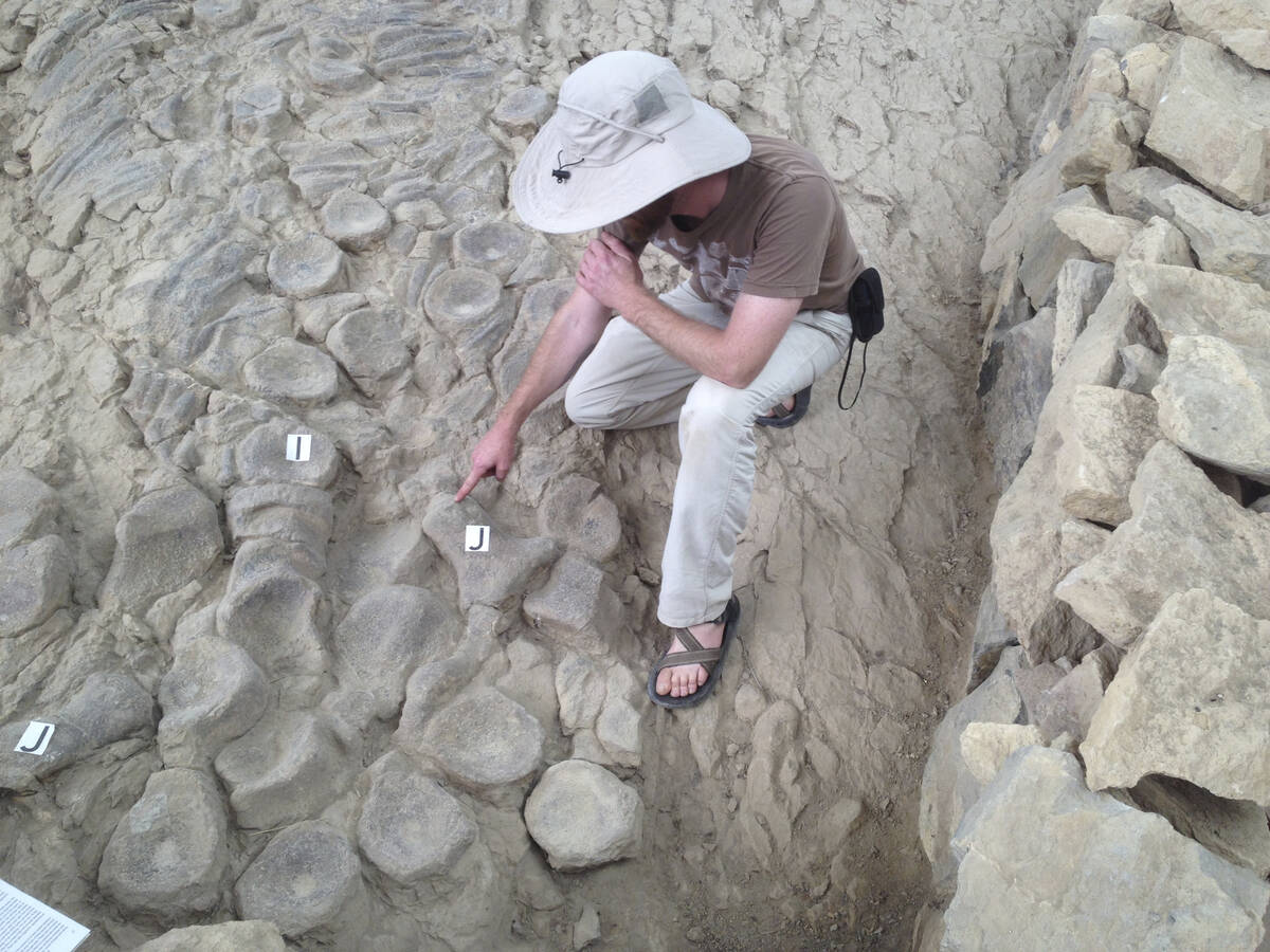 This photo provided by Neil Kelley shows a researcher next to an ichthyosaur skeleton at Nevada ...