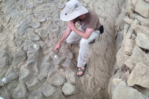 This photo provided by Neil Kelley shows a researcher next to an ichthyosaur skeleton at Nevada ...