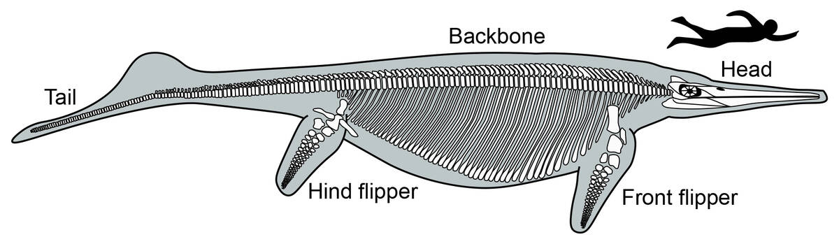 This illustration provided by Neil Kelley in 2022, depicts a skeletal reconstruction of the Tri ...