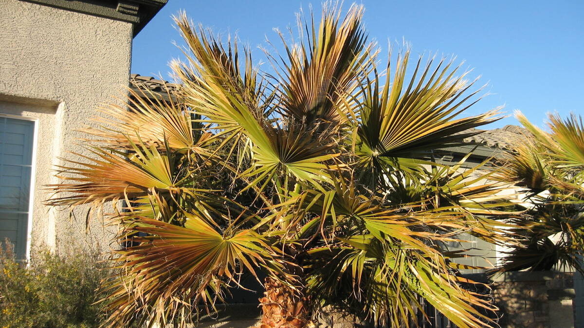 These bronze-colored palm fronds show cold damage. (Bob Morris)