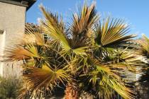 These bronze-colored palm fronds show cold damage. (Bob Morris)