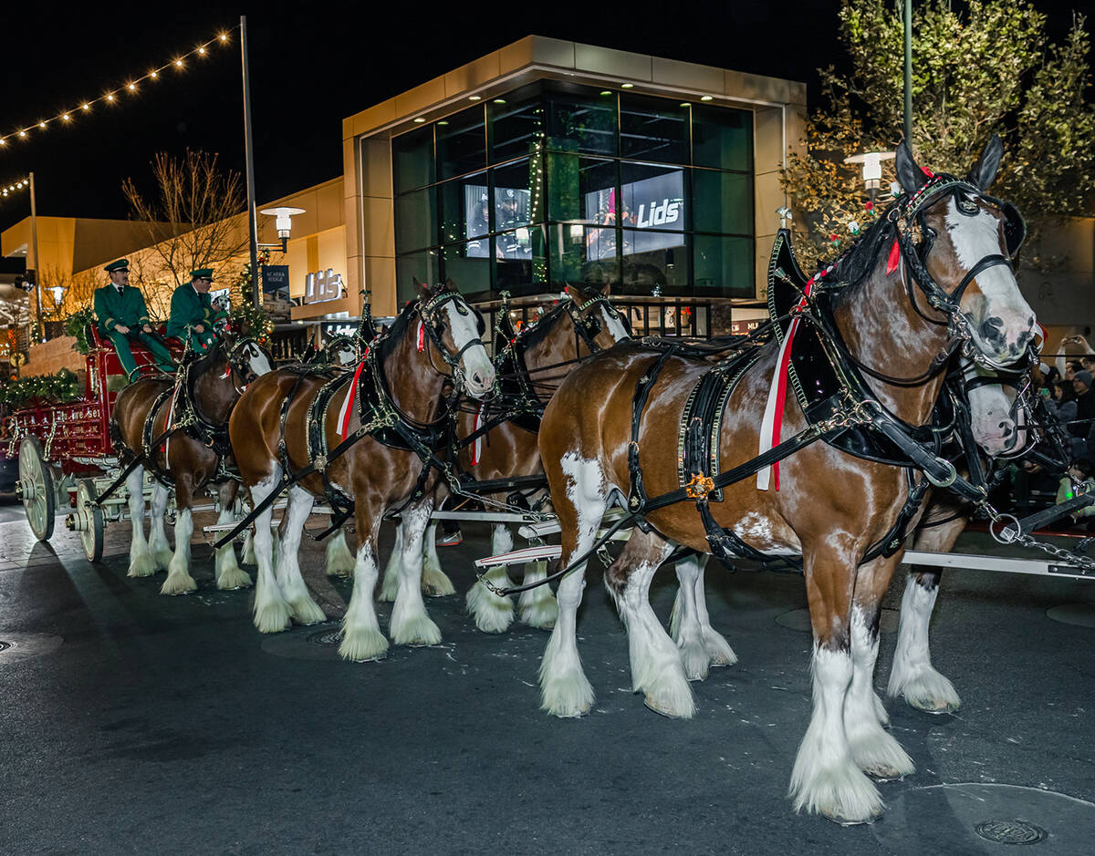 Downtown Summerlin's Holiday Parade included a special appearance by the Budweiser Clydesdales. ...