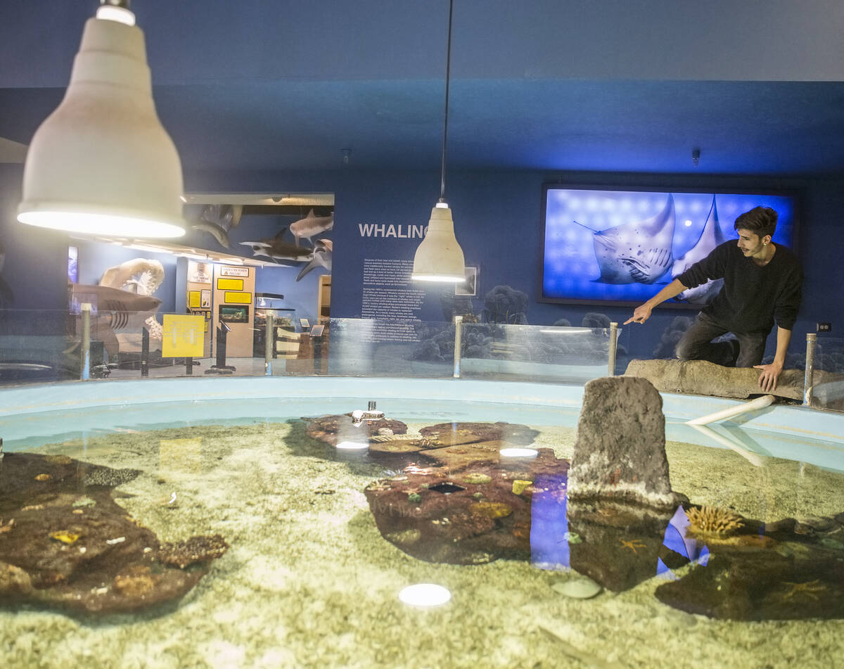 Animal husbandry worker Jordan Lorge points out various breeds of stingrays housed at the Las V ...