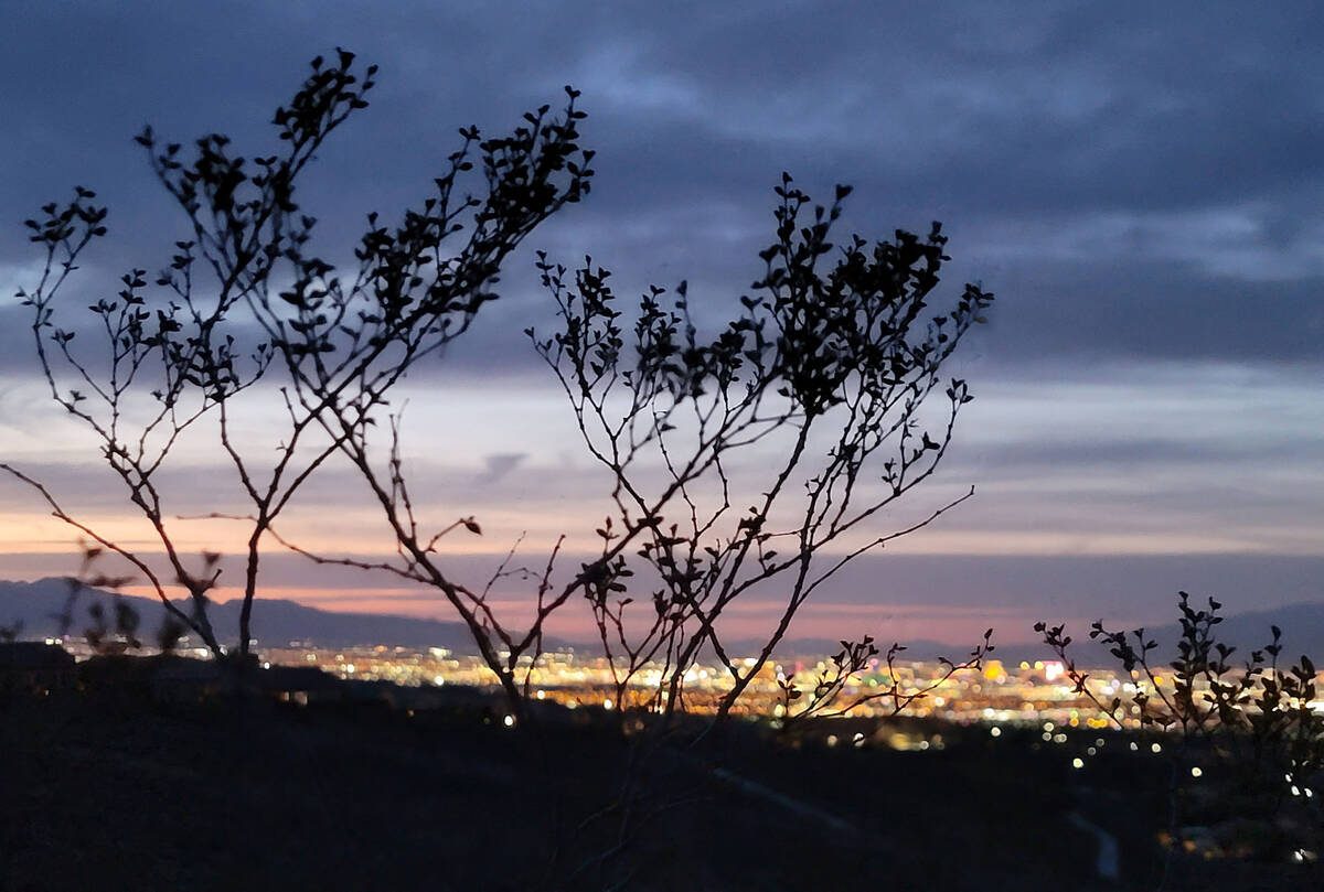 The scrappy creosote bush, an expert at withstanding Mojave Desert extremes, grows along a Sloa ...