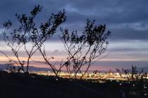 The scrappy creosote bush, an expert at withstanding Mojave Desert extremes, grows along a Sloa ...