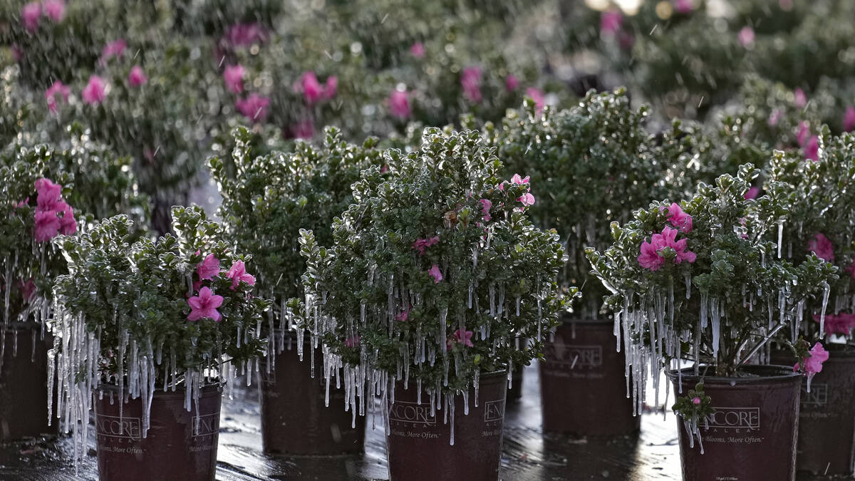 Icicles hang from ornamental plants at sunrise Saturday, Dec. 24, 2022, in Plant City, Fla. Far ...