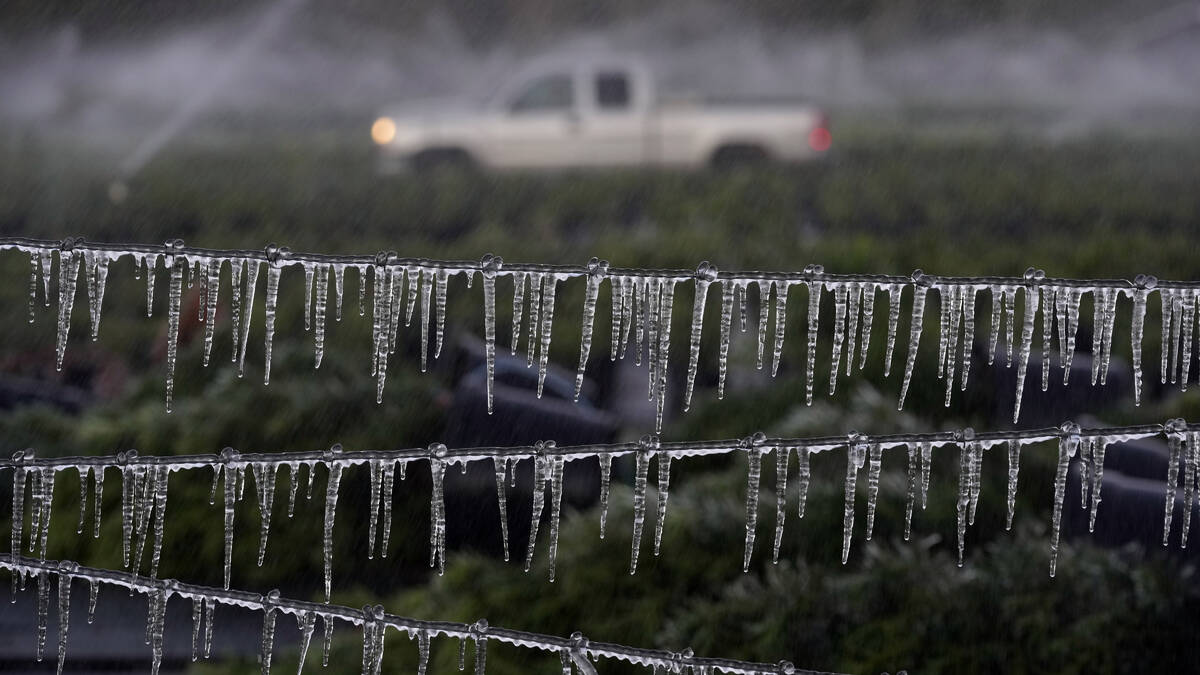 A farmer drives by an icicle covered fence as he checks on his ornamental plants before sunrise ...